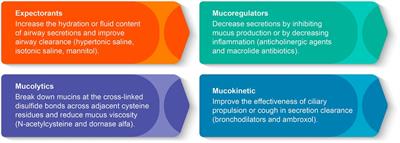 Expert group recommendation on inhaled mucoactive drugs in pediatric respiratory diseases: an Indian perspective